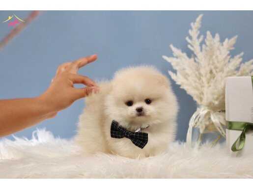Pomeranian Boo Micro Ayıcık Surat 