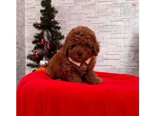 MİCRO TOY POODLE RED BROWN 