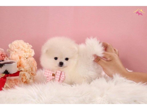Micro Boy Pomeranian Boo 