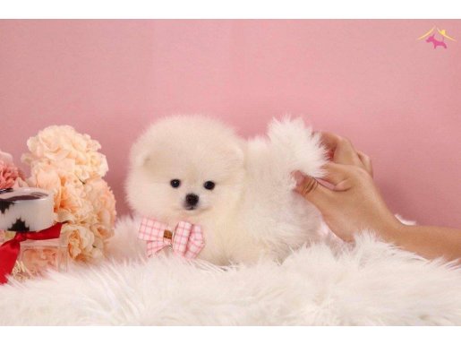 POMERANİAN BOO AYICIK SURAT MİCRO BOY