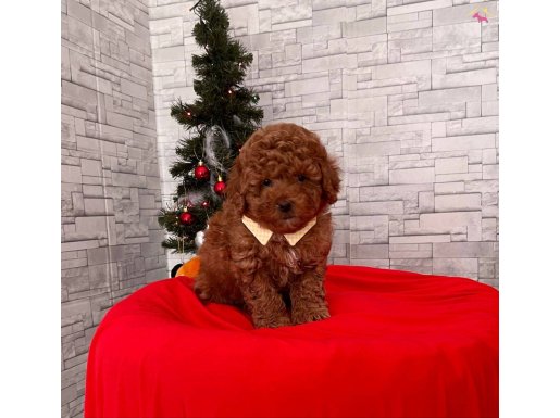 MİCRO BOY TOY POODLE 