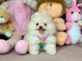 Pomeranian Boo Ayıcık Surat 