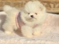 Micro Boy Pomeranian Boo 