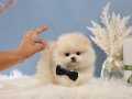 Pomeranian Boo Micro Ayıcık Surat 
