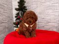 MİCRO BOY TOY POODLE 