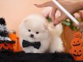 POMERANİAN BOO AYICIK SURAT MİCRO BOY