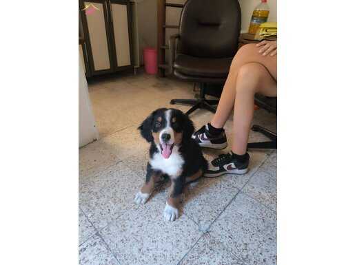 3 aylık erkek bernese yavrusu orjinal