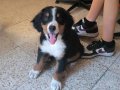 3 aylık erkek bernese yavrusu orjinal