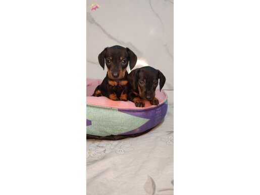Dachound sosis yavrular 