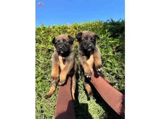 Eğitime açık Malinois yavruları 