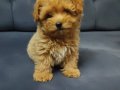 F1 anne yanından maltipoo bebekler