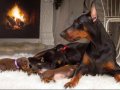 Safkan estetikli ve estetiksiz eğitimli Doberman yavrular