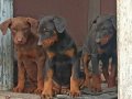 Safkan estetikli ve estetiksiz eğitimli Doberman yavrular