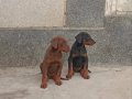 Safkan estetikli ve estetiksiz eğitimli Doberman yavrular