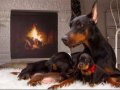 Safkan estetikli ve estetiksiz eğitimli Doberman yavrular