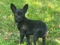 Şivava 