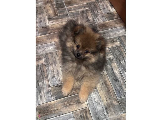 Dünya Tatlısı Bir Kız Bo