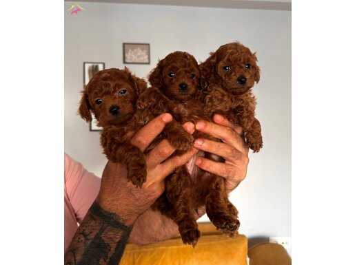 Dünya Tatlısı Mini Boy Bebekler 