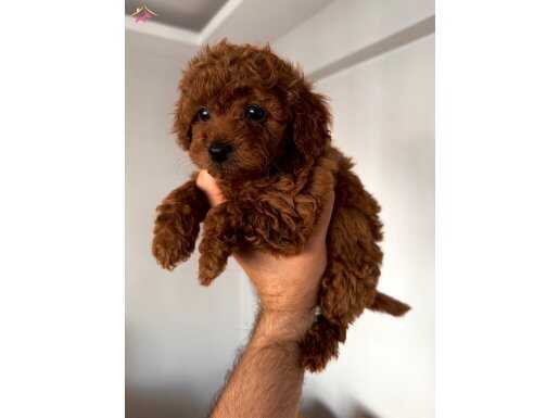 Dünya Tatlısı Minik Kızçe 