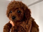 Dünya Tatlısı Minik Kızçe 