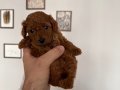 Dünya Tatlısı Toy Bebekler 