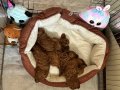 Dünya Tatlısı Toy Bebekler 