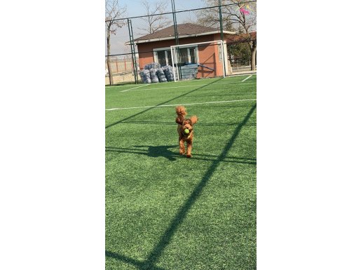 11 AYLIK TOY POODLE