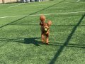 11 AYLIK TOY POODLE