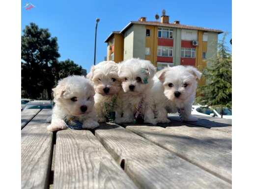 Maltese Terrier Mini Bebek Surat Yavrularımız 