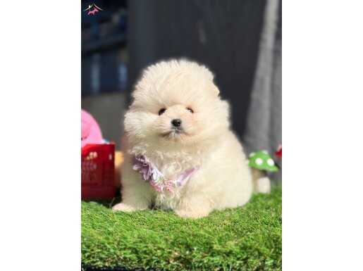 Pomeranian Boo Ruhsatlı Çiftlikten Garantili Yavrular 