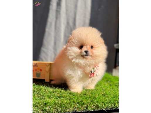 Boo Pomeranian Orjinal Garantili Yavrularımız 