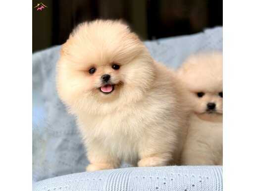 Pomeranian Boo Ayı Surat Yavrularımız 