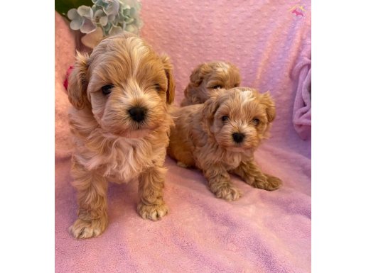 Maltipoo en küçük boy yavrularımız 