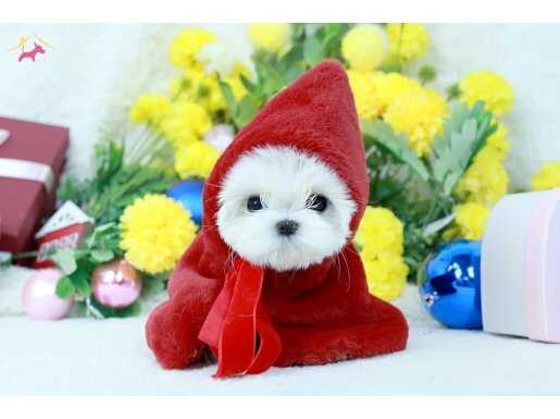 Maltese Terrier En küçük boy kar beyaz safkan yavrularımız 