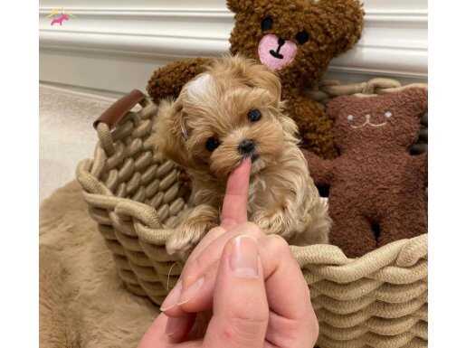 Maltipoo En Mini Teacup Yavrular