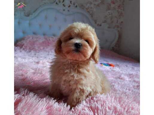 Maltipoo Bebek Surat Teacup Yavrularımız 