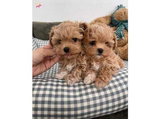 Maltipoo En Küçük Boy Yavrularımız 