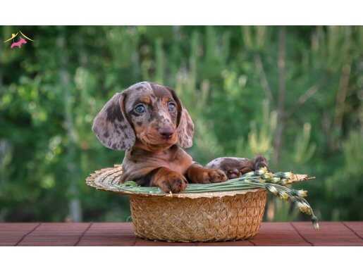 Dachshund Sosis Köpek Mini Yavrular Her Renk