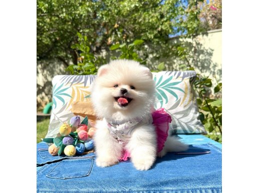 Pomeranian Boo Teddy Bear Safkan Baby Face Yavrularımız 
