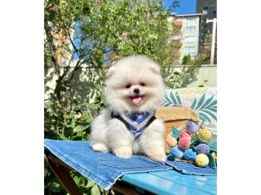 Teddy Bear Safkan Boo Pomeranian Bebeklerimiz 