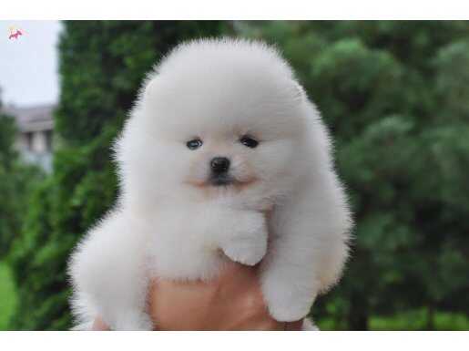 Boo Pomeranian Teddy Bear Bebeklerimiz