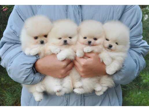 Oyuncak Bebek Pomeranian Boo Yavrularımız Aile Arıyor 