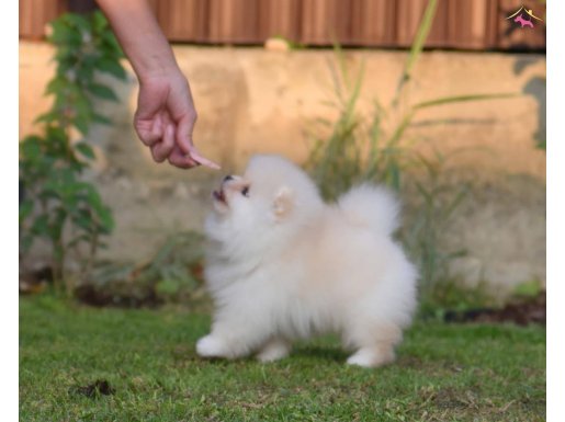 Boo Pomeranian Show Teddy Bear En Minik Yavrularımız 