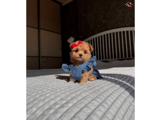 Maltipoo En Küçük Boy Kore Efsane Yavrularımız 
