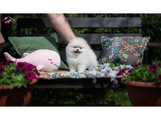 Boo Pomeranian Safkan Ayi Surat Yavrularımız Mini Boy
