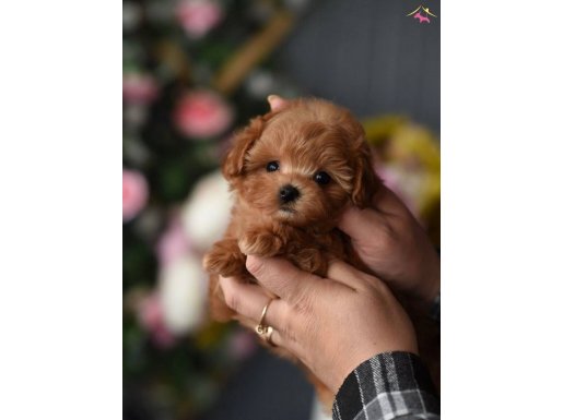 Maltipoo En Küçük Boy Safkan Bebeklerimiz 