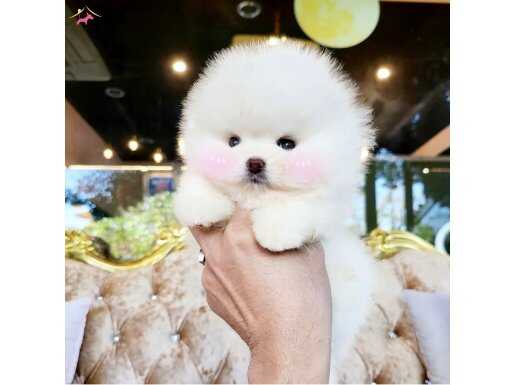 Boo Pomeranian Yavrularımız Ayı Surat 