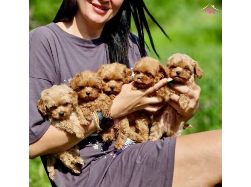 Ultra Mini Maltipoo Bebek Surat Yavrularımız 