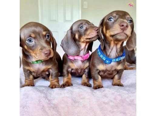 Son Dönemin Favorisi Dachshund Sosis Köpek Yavrularımız 