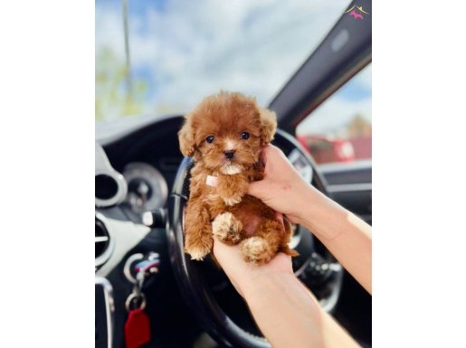 Teacup Maltipoo Yavrularımız En Küçük Boy 